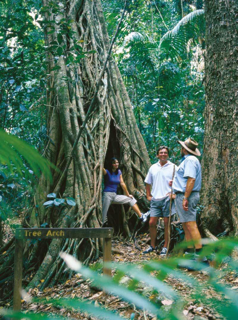 mackay attractions in the forest