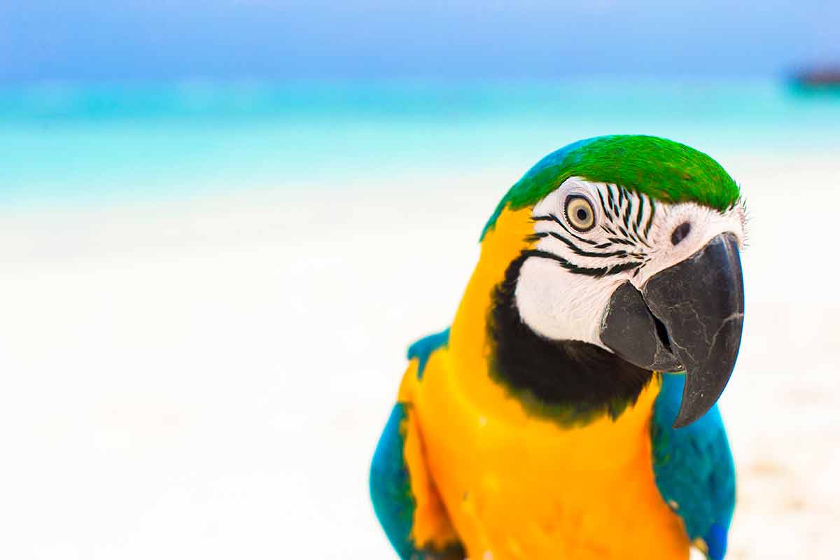 maldives images beaches colourful parrot on the white sand