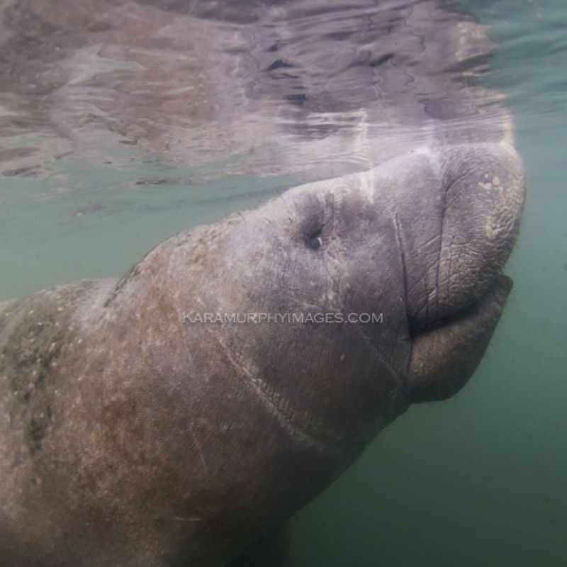 snorkel wtih manatees for a close up view