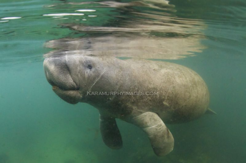 manatee viewing at its best