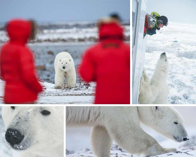 manitoba polar bears