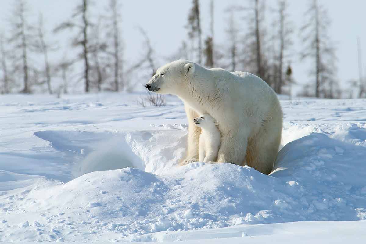manitoba wildlife polar bear and cub in the snow