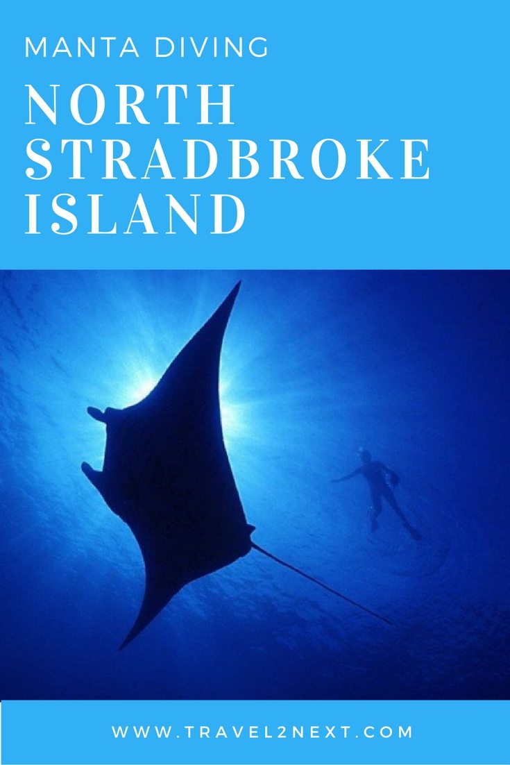 manta diving north stradbroke island