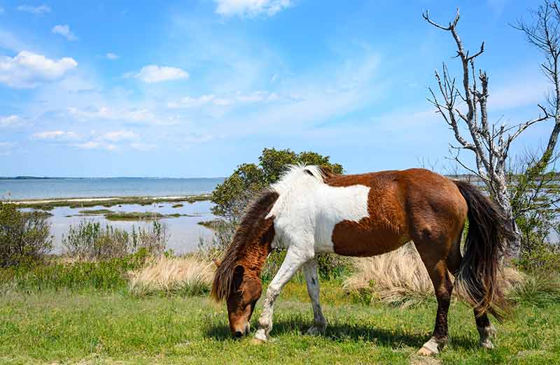 wild horse grazing by the water in Assateague State Park