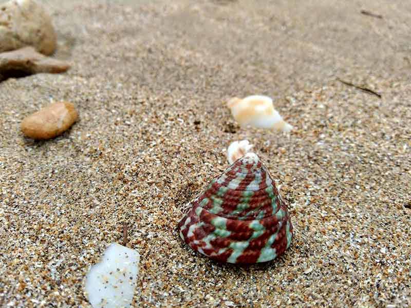 massachusetts beaches shells on the sand