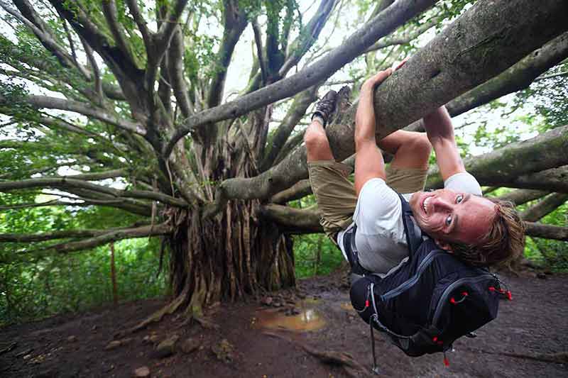 Banyan tree and hiker, Maui, Hawaii