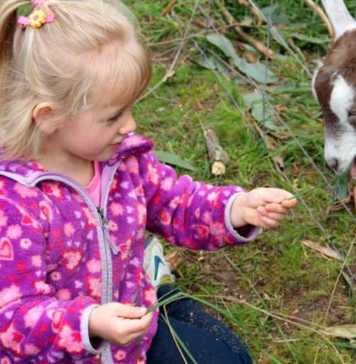 mercure melbourne feeding the goats