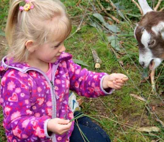 mercure melbourne feeding the goats