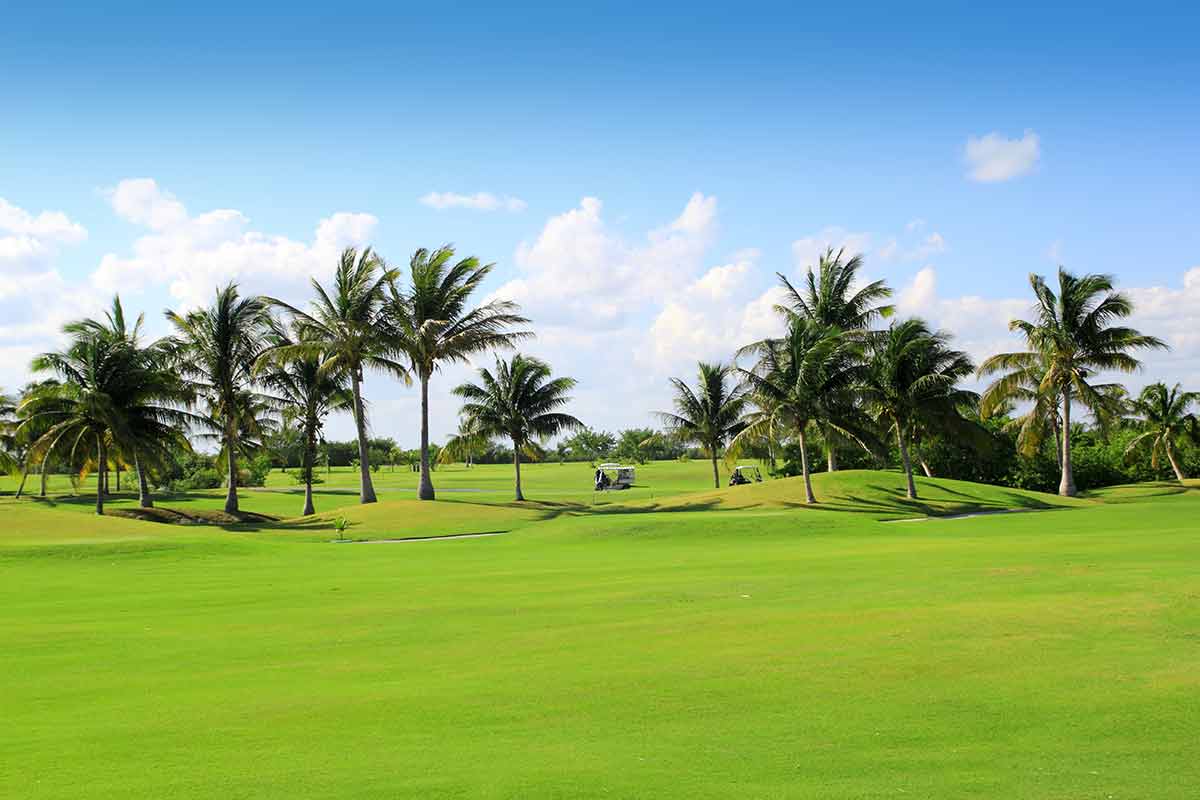 golf course tropical palm trees