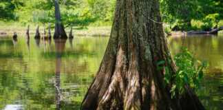 mississippi state parks leroy percy