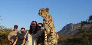 moholoholo cheetah