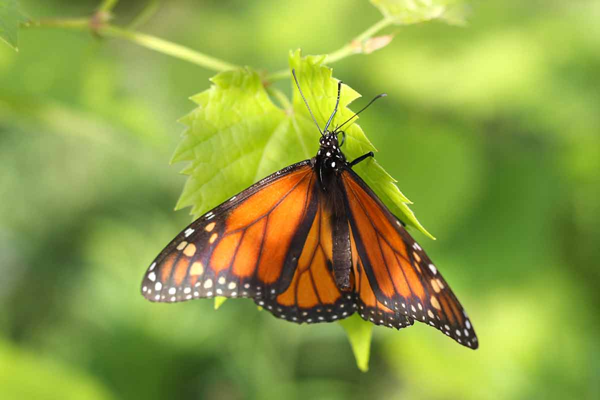 monarch butterfly monterrey on a leaf