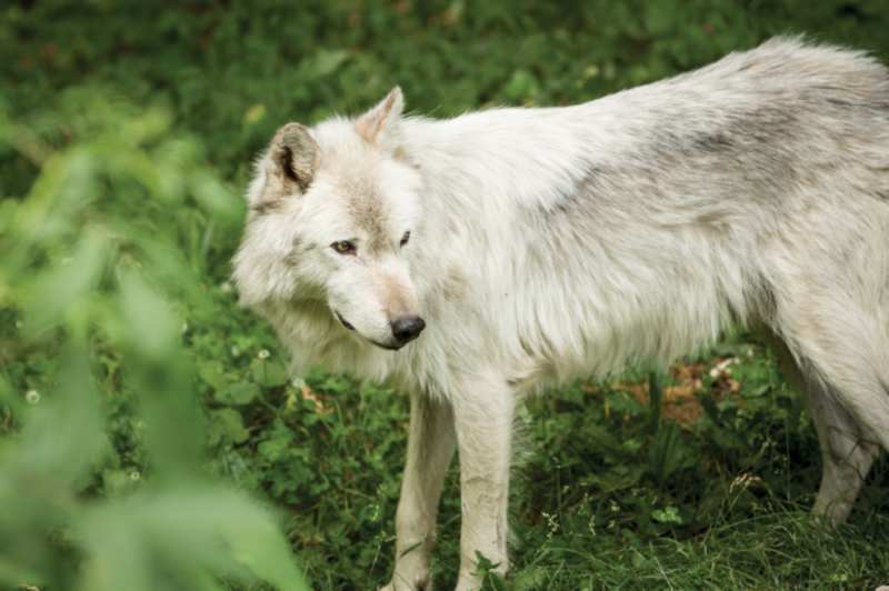 parc omega wolf