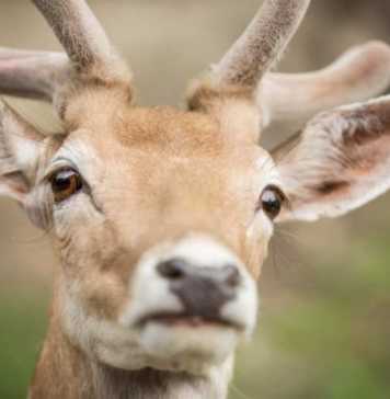 montebello town center