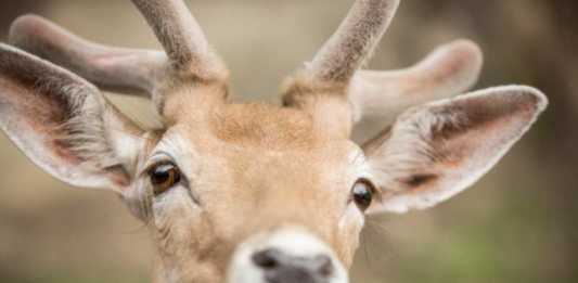 montebello town center