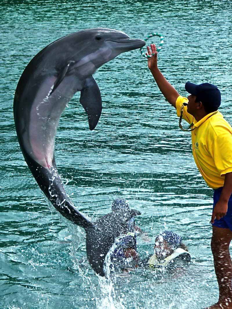 dolphin cove montego bay