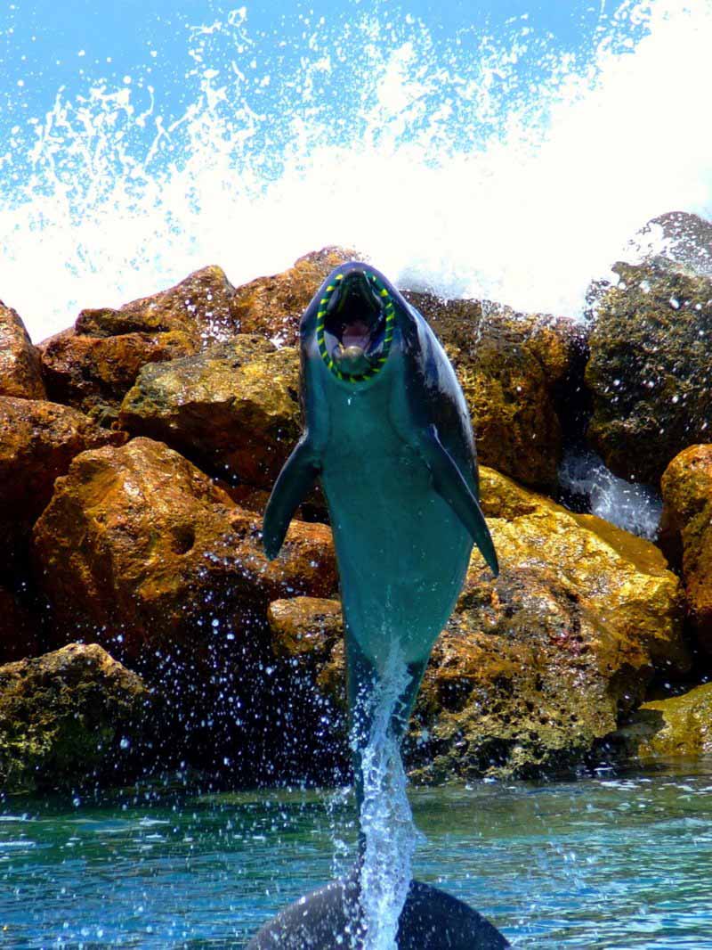 Swim with dolphins Montego Bay