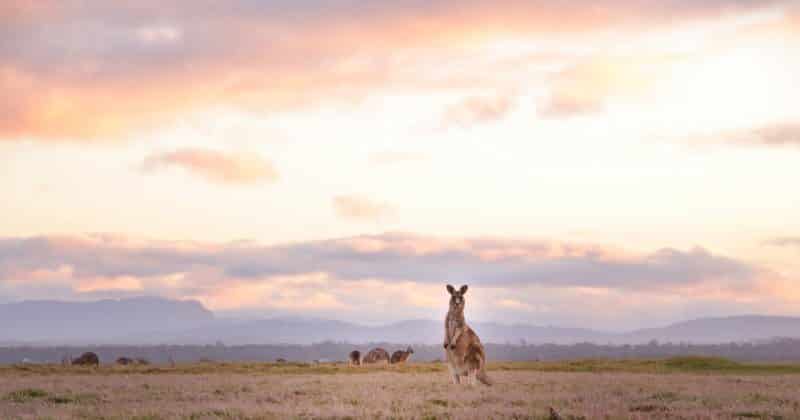 wildlife photography in tasmania