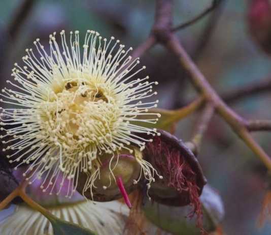 The Grevillea Robyn Gordon Story Myall Park Botanic Garden native plants