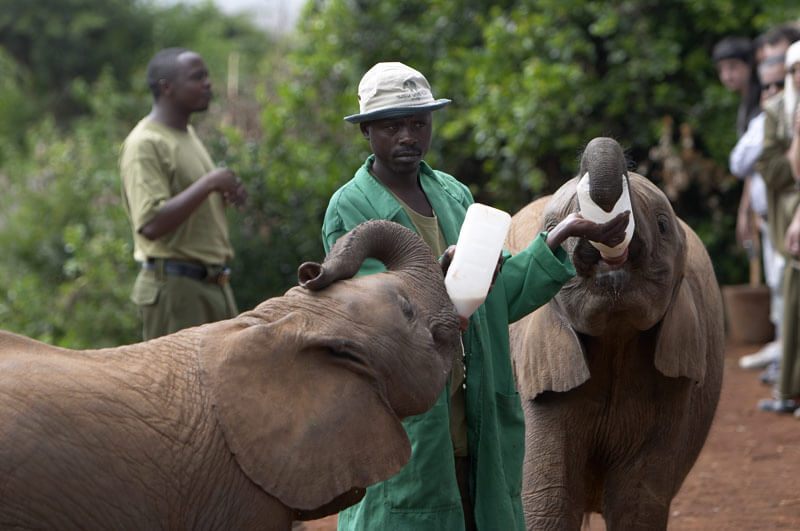 Nairobi elephant orphanage