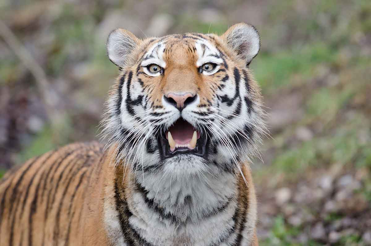national parks in china siberian tiger