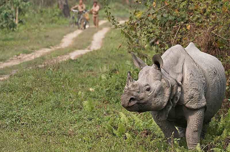 national parks in india and animals protected rhino