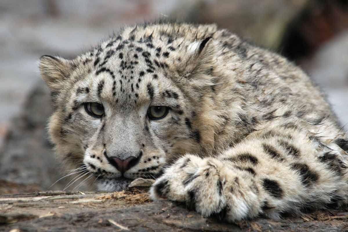 national parks in india snow leopard