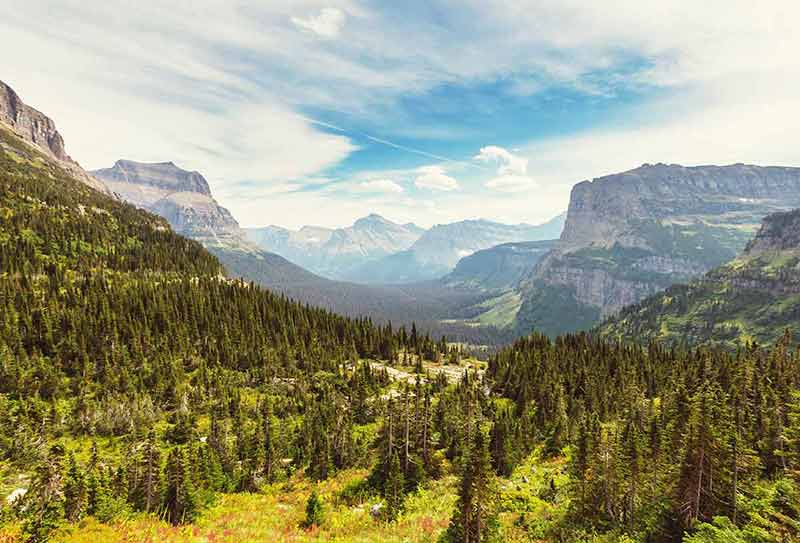 national parks in montana trees and mountains