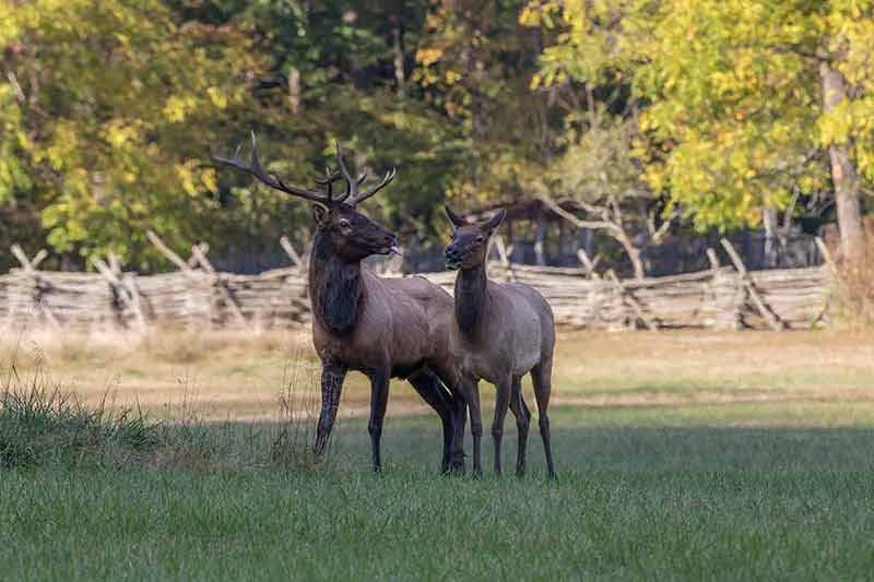 national parks in north carolina camping two elk