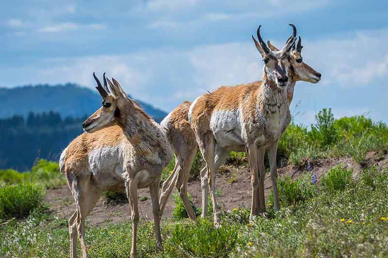 national parks in wyoming three pronghorn