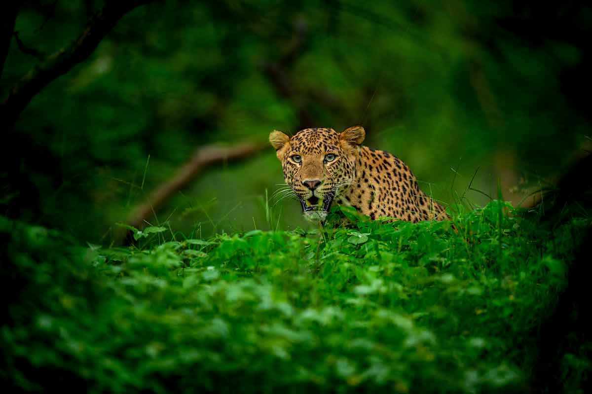 national parks india leopard wild male in jungle