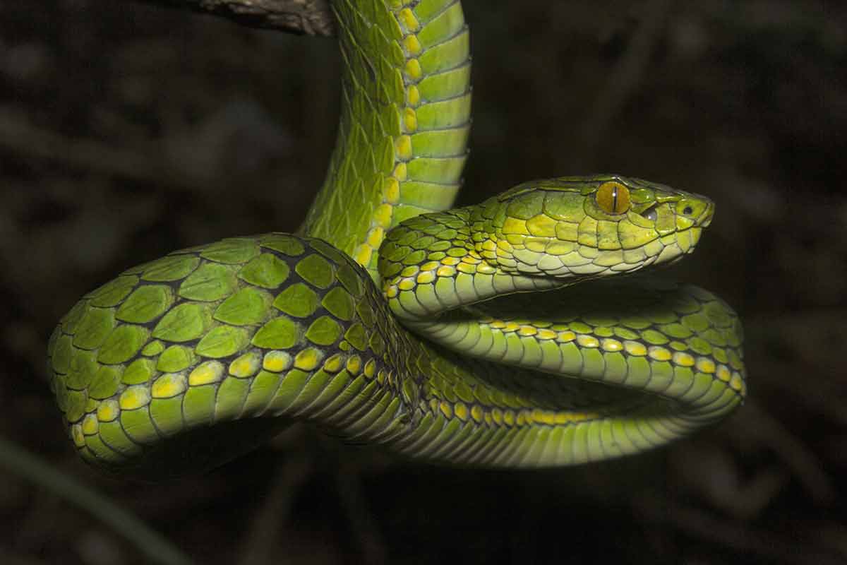 national parks of india eravikulum green viper