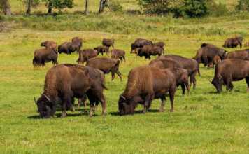 national parks south dakota bison