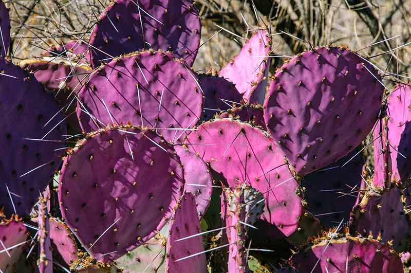 national parks texas map large thorny purple cactii