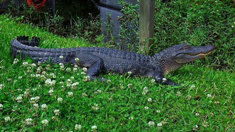 natural louisiana landmarks alligator