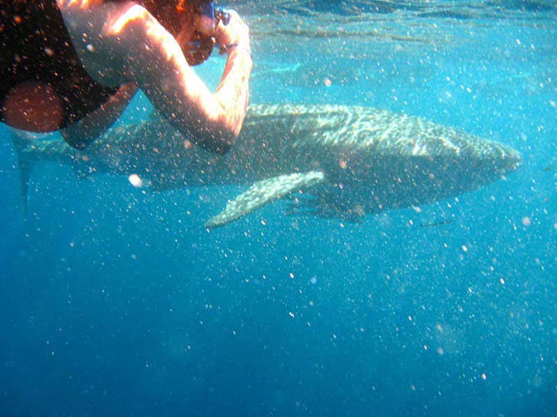 Swim with whale sharks Exmouth