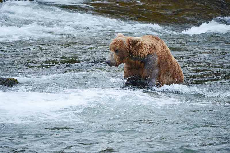 number of national parks in alaska grizzly sitting in a stream