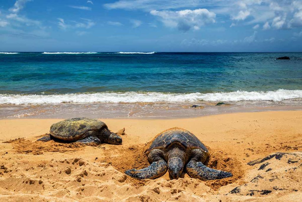 oahu itinerary sea turtles on Laniakea beach