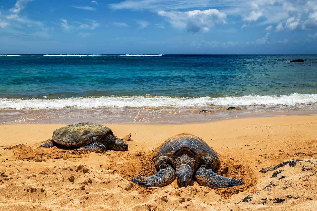 Oahu Itinerary Days In Paradise