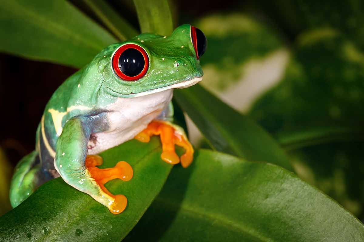 panama famous landmarks red-eyed tree frog