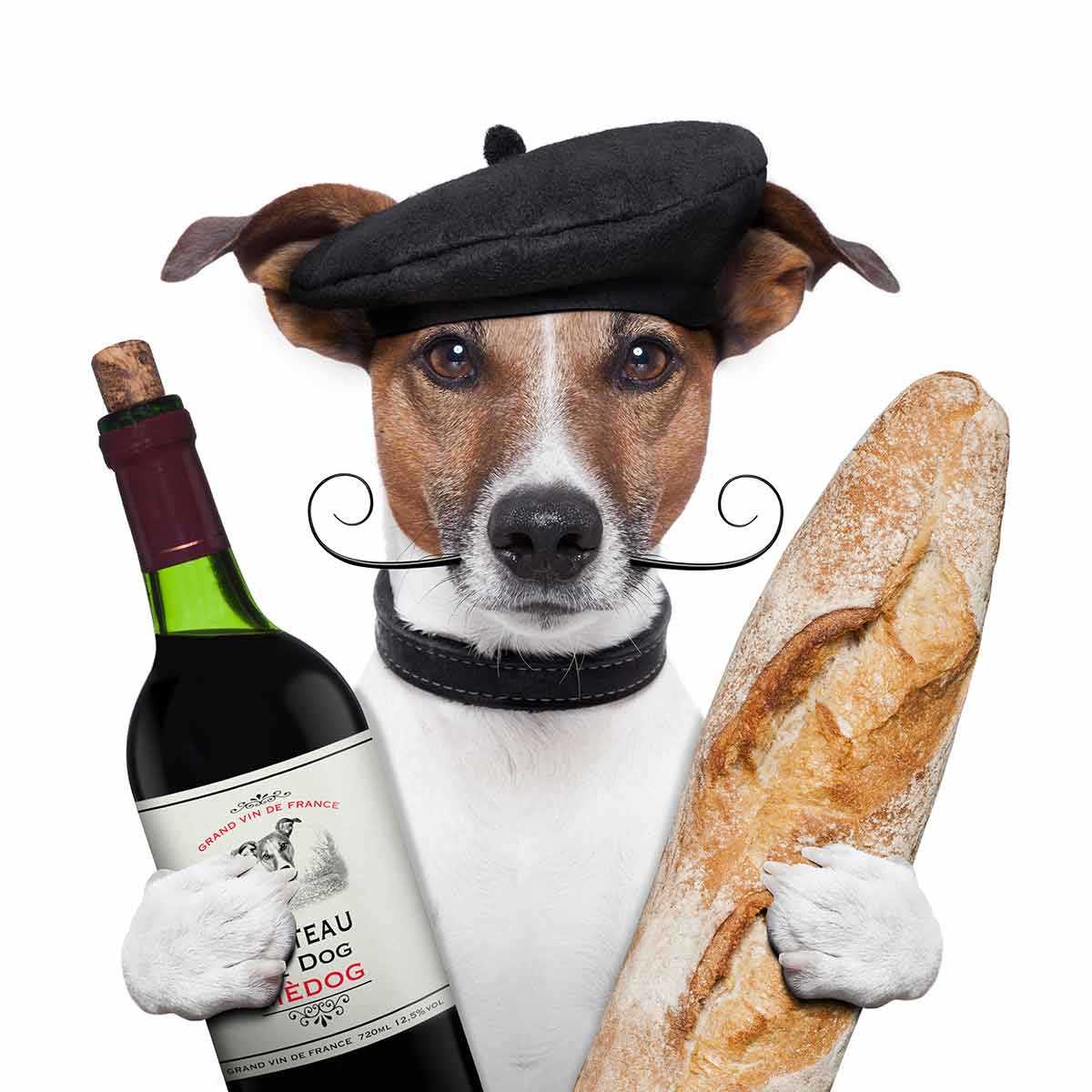 dog holding french red wine and breadstick