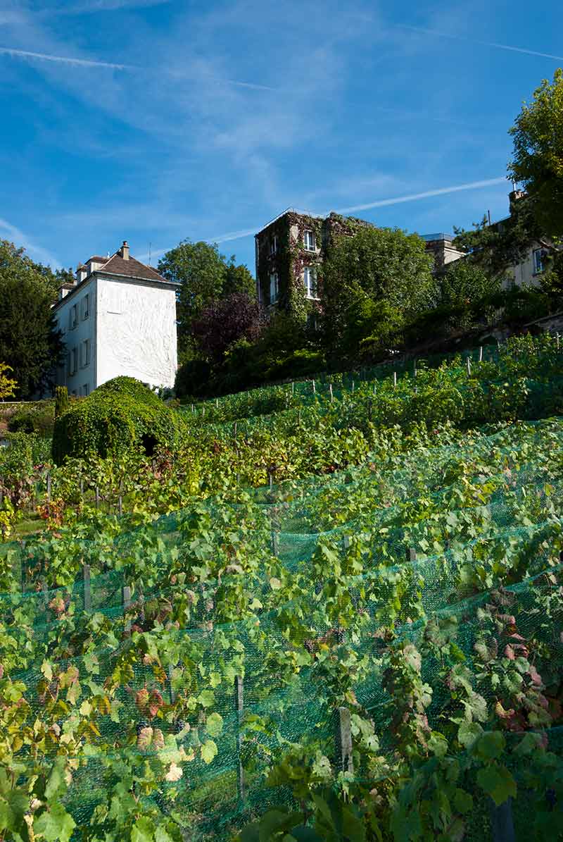 Vineyard In The Outskirts Of Paris