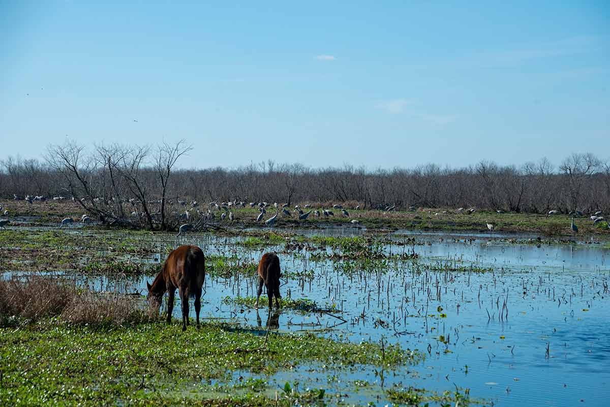 paynes prairie state park horses in the park