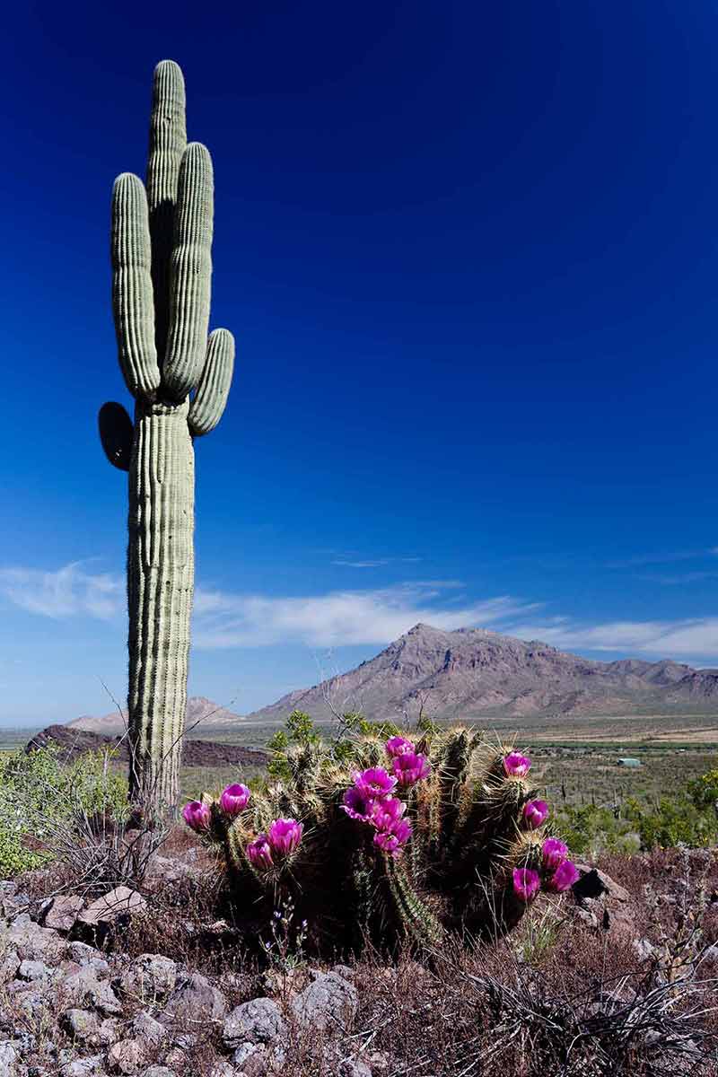 Spring Beauty At Picacho Peak State Park