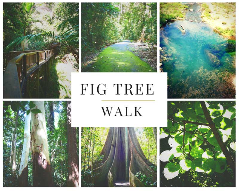 maleny things to do - fig tree walk