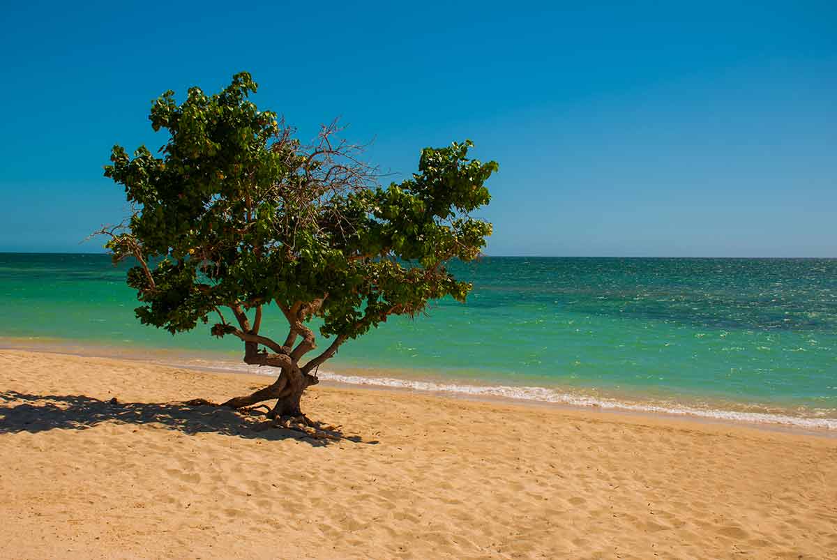 pictures of cuba beaches Ancona Beach tree growing in sand