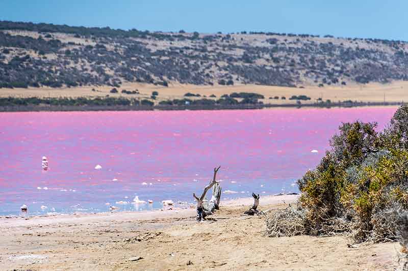 Beach With Drift Wood Of The Pink Lake Next To Gregory