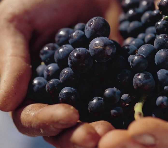 Wineries Tasmania Best Wineries Tasmania has in the North East