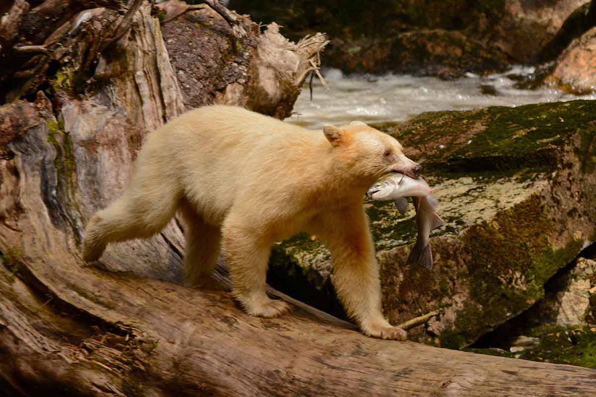 Spirit Bear Lodge is one of the places to visit in canada in summer where you can see a spirit bear catching fish