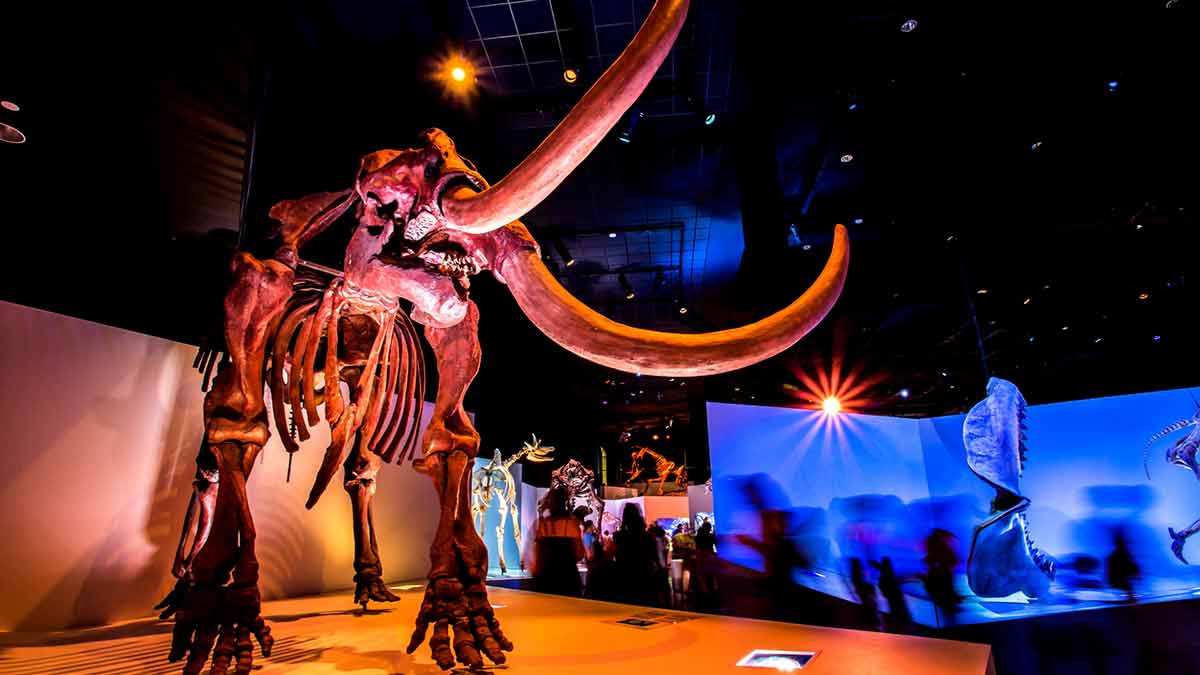 Houston Museum Of Natural Science is one of the top places to visit in houston at night